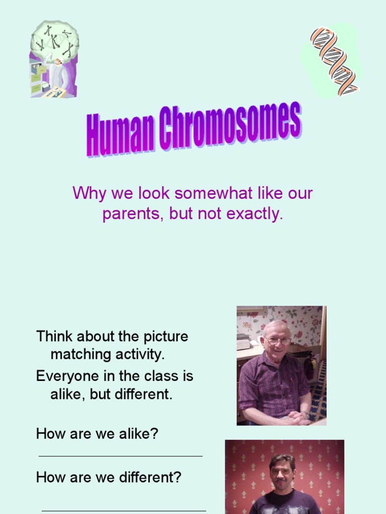 Human Chromosomes Powerpoint PDF Chromosome Karyotype