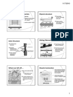 Notes - Muscle Contraction