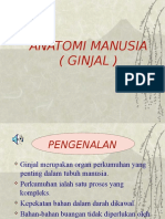 ANATOMI MANUSIA - Ginjal