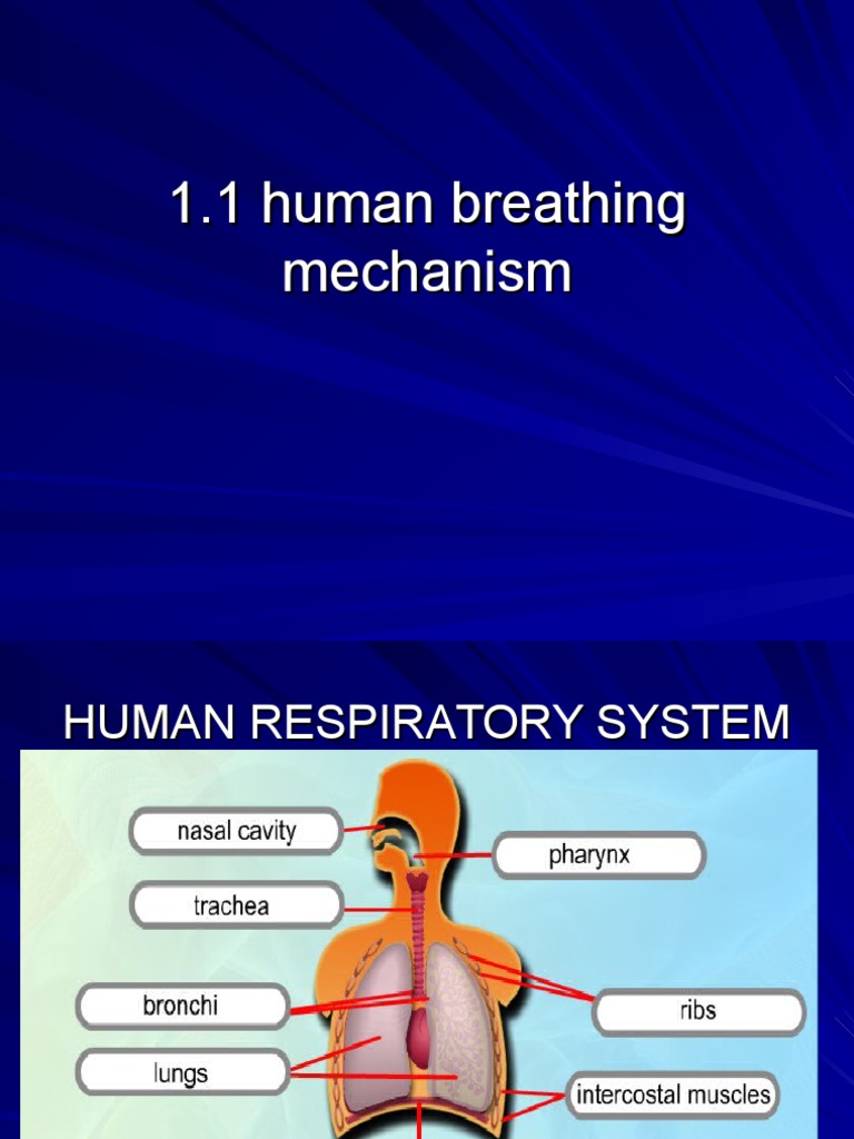 human breathing mechanism.ppt Respiratory System Lung