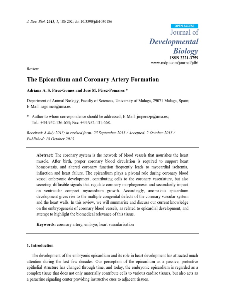 The Epicardium and Coronary Artery Formation | PDF | Coronary ...