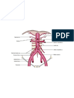 Abdominal Arteries Diagram