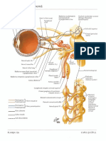 Ganglionul ciliar