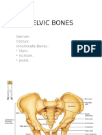 Pelvic Bone