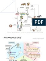 Patomekanisme Toxo