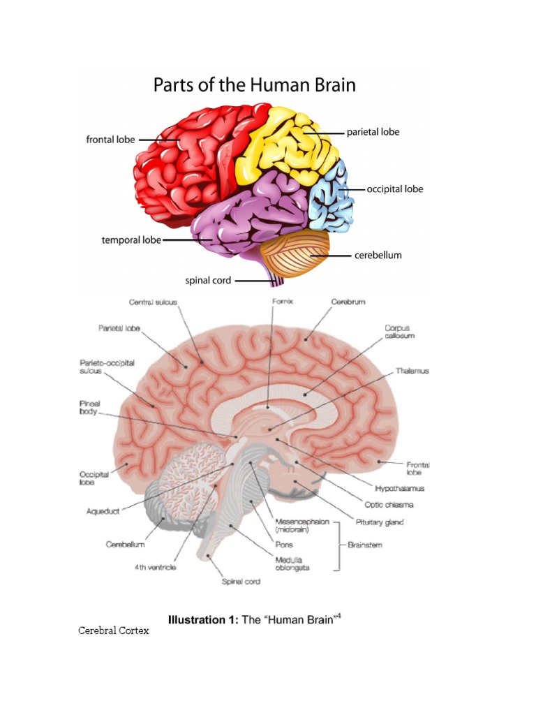 Brain Anatomy | PDF
