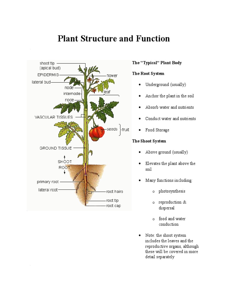 Plant Structure and Function PDF Bark Plant Stem