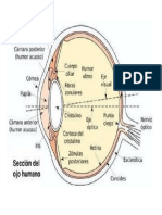 Partes Del Ojo Humano