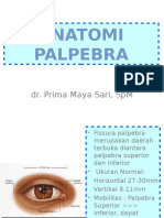 ANATOMI PALPEBRA