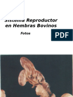 Sistema Reproductor en Hembras Bovinos