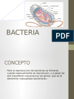 Bacteria