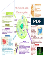 Cellule Organites