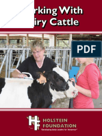 Working With Dairy Cattle