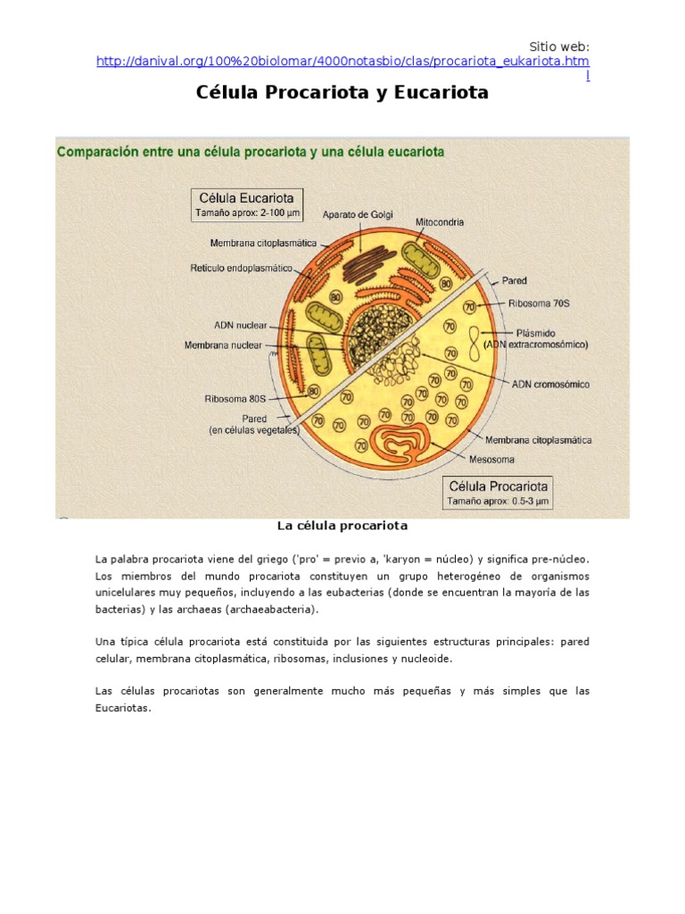 Comparativa de Células Procariotas y Eucariotas | PDF | Citoplasma ...