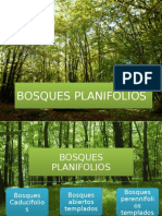 Bosques Planifolios