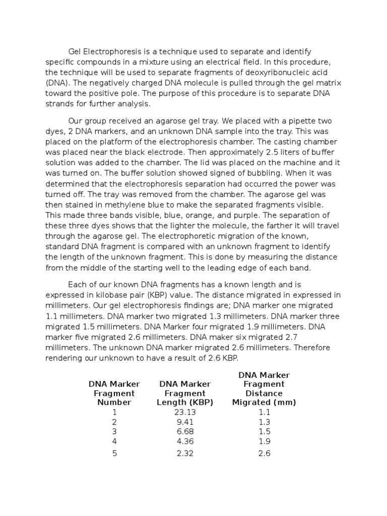 DNA Fragment Analysis via Gel Electrophoresis | PDF | Gel ...
