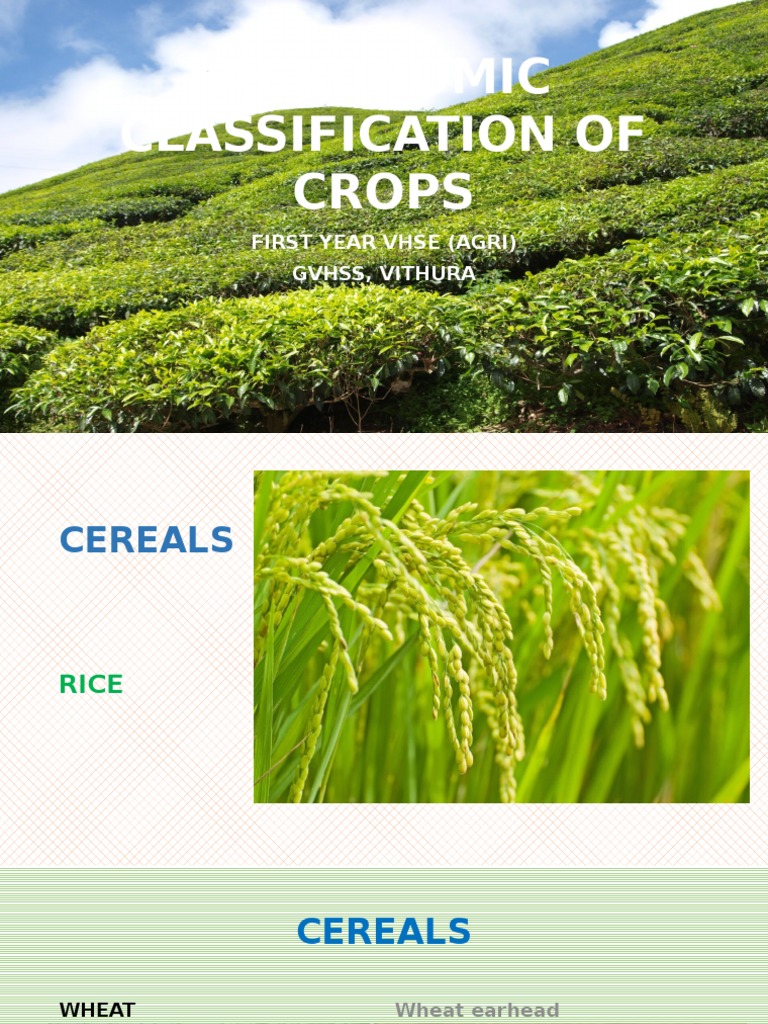 Agronomic classification of crops
