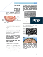 Músculo Liso - Fisiología I