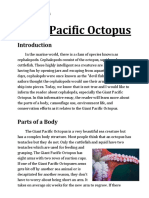 Giant Pacific Octopus Essay 1
