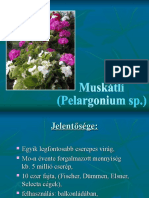 Muskátli - Pelargonium