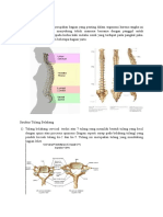 Anatomi Tulang Belakang