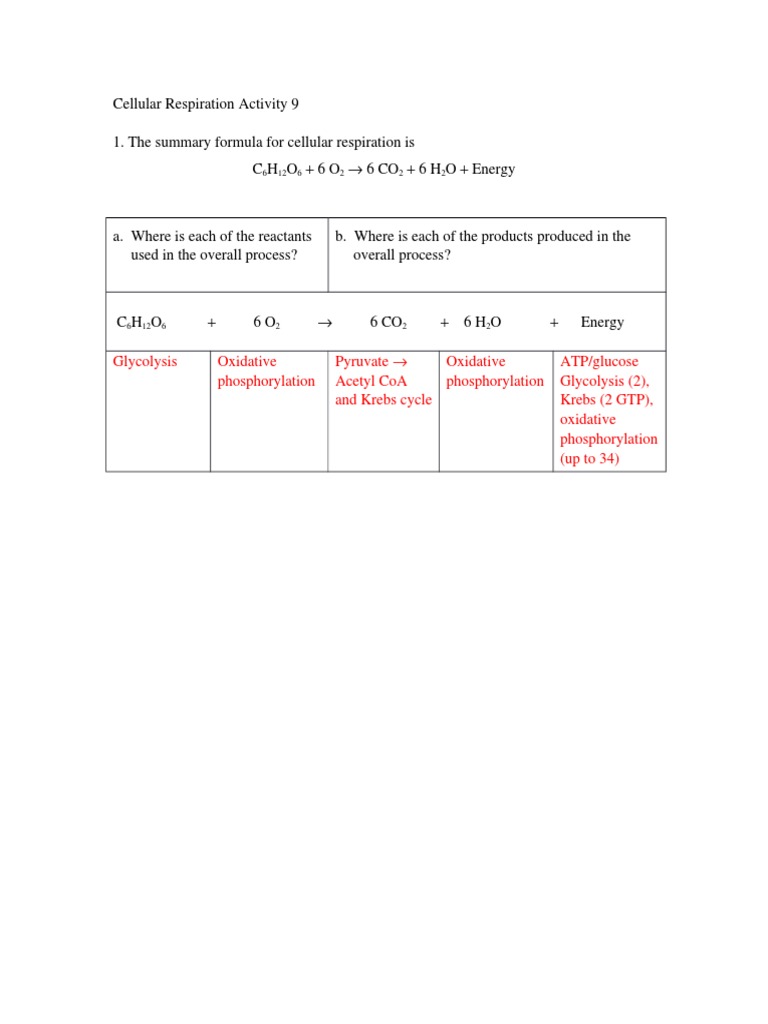 Glycolysis Oxidative Phosphorylation Pyruvate Acetyl Coa And Krebs