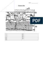 Human Skin Worksheet