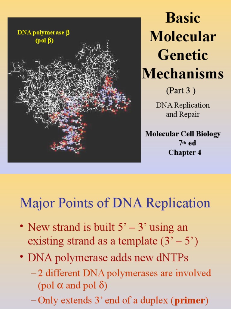DNA Replication and Repair | PDF | Dna Replication | Primer (Molecular ...