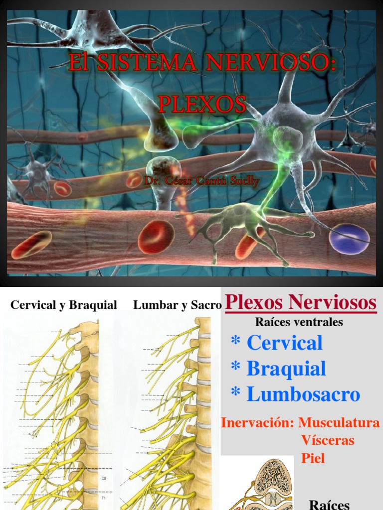Anatomía del Plexo Cervical y Braquial | PDF | Anatomia animal | Neurología