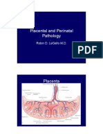 Placenta Perinatal