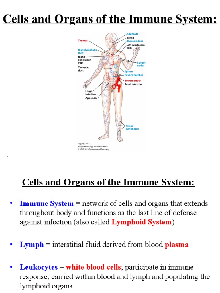 Immune System Cells and Functions | PDF | Lymphatic System | Haematopoiesis