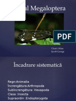 Ordinul Megaloptera - PPTX Ciurci Alina