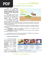 1.2.1 - Ficha Informativa - Cadeias Alimentares