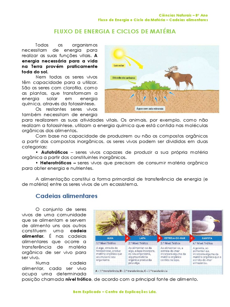 Fluxo de Energia nas Cadeias Alimentares | PDF | Ecologia de sistemas ...