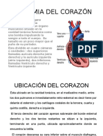 Anatomia Del Corazón Powert 13-5.Ppt