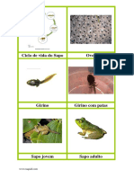 Freebie TAQUID Cartões 3 Partes - Ciclo de Vida Do Sapo