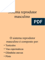 Sistema Reprodutor Masculino novo