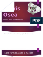 Pelvis Ósea