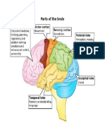 Parts of The Brain