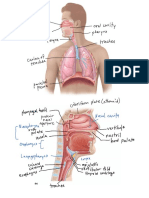 Respiratory Diagrams