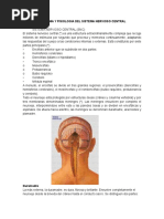 ANATOMIA Y FISIOLOGIA DEL SISTEMA NERVIOSO CENTRALL.docx