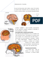 El Cerebro. Organización y función