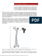I. Sistema Óseo