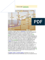 Ciclo Del Carbono 