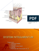 System Integumentum