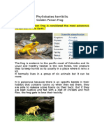 Golden Poison Frog Information