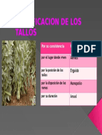 Clasificacion de los tallos