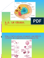 La Célula en Esquemas