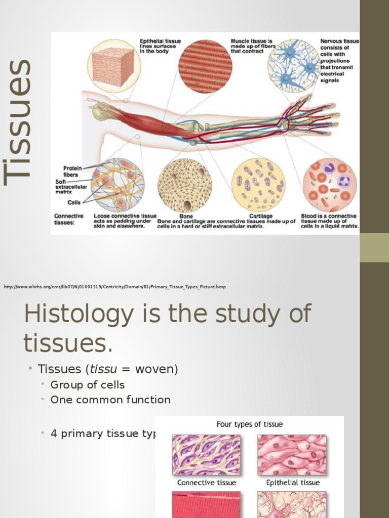 Tissues of The Human Body Biology Diagrams