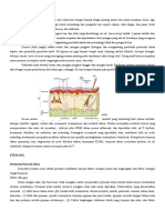 83065246 Patofisiologi Kontak Dermatitis